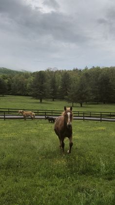 two horses are running in the grass near a fence and some trees on a cloudy day