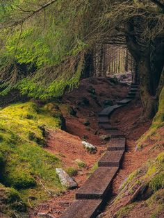 a wooden path in the middle of a forest with moss growing on it's sides