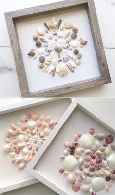 three pictures with different shells in them and one is framed on the wall next to each other