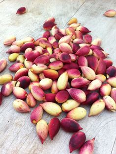 a pile of red and yellow seed on top of a wooden table