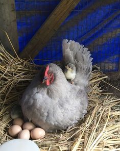 a chicken laying on top of hay next to eggs