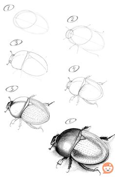 some drawings of different types of bugs