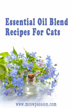 Check out DIY essential oils blend recipes for cats. Be an informed cat parent and be sure that you are using the best esseantial oils that are safe for your kitty. #essentialoils #cathealth #essentialoilblends #meowpassion Cat Calming Essential Oils, Recipes For Cats, Essential Oil Spray Recipes, Essential Oils For Pain, Calming Essential Oils, Making Candles