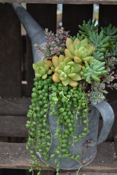 a watering can filled with green plants and succulents on top of it