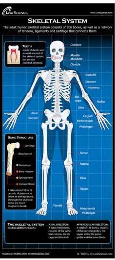 the skeletal system is shown in blueprint and includes an image of a human skeleton