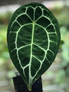 a green leaf with white lines on it