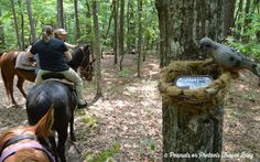 two people riding horses in the woods near a bird's nest on a tree