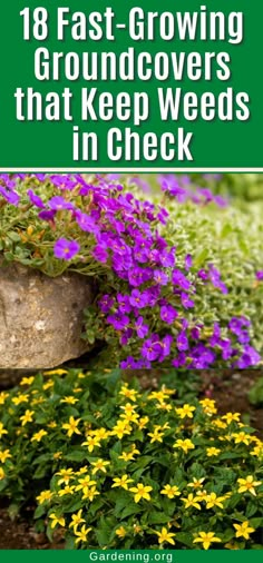 18 Fast-Growing Groundcovers that Keep Weeds in Check Shade Garden Plants, Garden Remedies, Creative Christmas Trees, Garden Plans, Fast Growing Plants, Flower Gardens