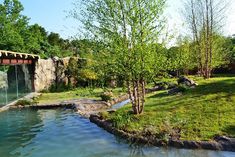 a small pond in the middle of a grassy area next to a stone wall and trees