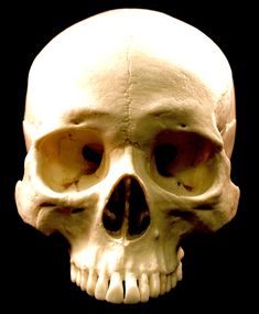 a human skull is shown in this image