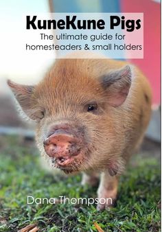 a small pig standing on top of a lush green field