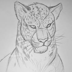 a pencil drawing of a cheetah