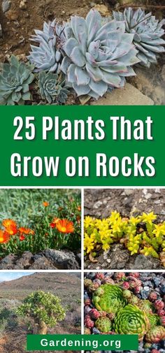 different plants that grow on rocks with the title 25 plants that grow on rocks gardening org