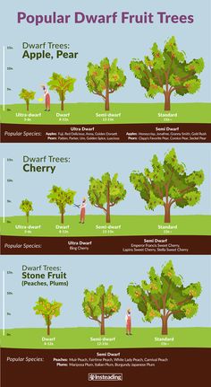 the different types of trees and how they are used to grow them in your yard