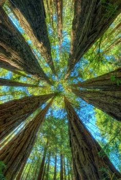 looking up at tall trees in the forest