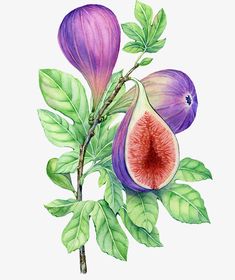 a watercolor painting of purple flowers and green leaves