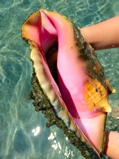 a person holding an open shell in the water