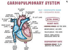 an image of the heart and blood vessels labeled in this cardiopulnary system