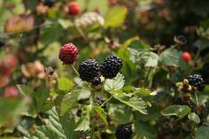 blackberries are growing on the bush with green leaves