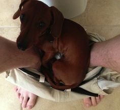 a person holding a brown dog in their lap while sitting on the floor next to a toilet