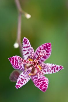 a close up view of a pink flower with tiny dots on it's petals