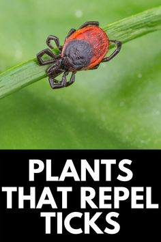 a red and black bug on top of a green leaf with the words plants that repel ticks