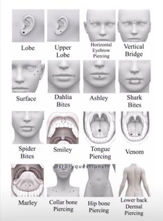 an image of different types of teeth and their corresponding features in the human body's mouth