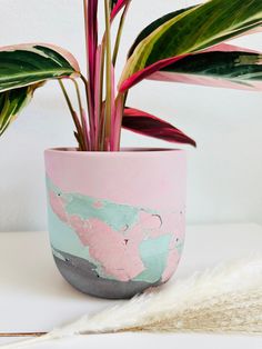 a potted plant sitting on top of a white table