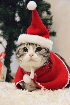 a cat wearing a santa hat and scarf