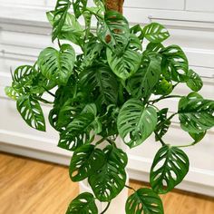 a potted plant with green leaves on a wooden floor in front of a white cabinet