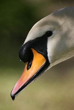 an image of a goose with its beak open