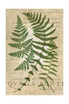 a green fern leaf is shown in a brown framed frame on an old book page