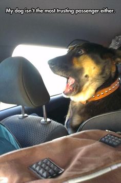 a dog sitting in the back seat of a car with its mouth open and tongue out