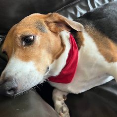 a brown and white dog laying on top of a black leather couch next to a pillow