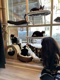 a woman is looking out the window at several cats in their cat houses on display