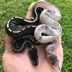 a hand holding three snakes in it's palm