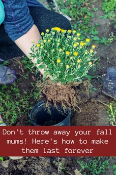 Fall Flowers Garden, Garden Container, Garden Remedies