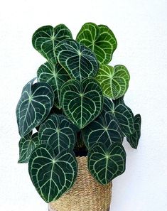 a potted plant with green and white leaves in it's basket on the wall