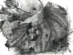 a drawing of leaves and acorns on the ground, with one leaf still attached