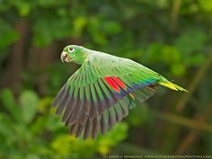 a green and red bird flying through the air