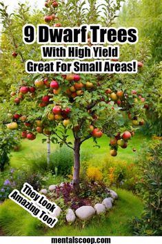 9 Dwarf Trees With High Yield Great For Small Areas! - Mental Scoop Woodland Food, Cockle Shells, Garden Woodland, Gardening Tricks, Growing Trees, Family Homestead, Homestead Gardens, Victory Garden, Farm Ideas