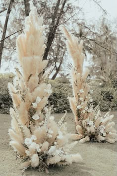 some very pretty plants in the dirt by some trees and bushes with snow on them