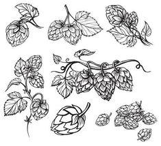 hops and leaves drawn in black ink on white paper, isolated for use as design element