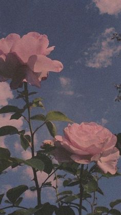 three pink roses are blooming in front of a blue sky with white puffy clouds