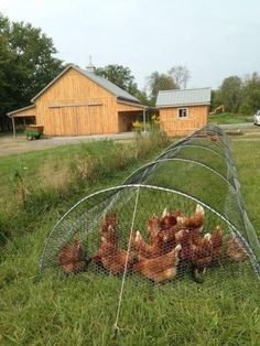 several chickens in a wire cage on the grass near a farm house and barn building