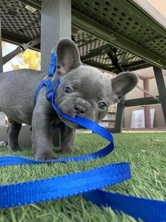 a small gray dog with a blue leash on it's neck standing in the grass