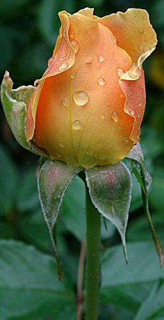 a yellow rose with drops of water on it