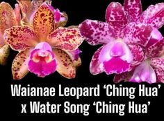 two pink and white orchids with the words waiane leopard china x water song