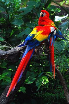 two colorful parrots sitting on top of a tree branch in the forest with green leaves