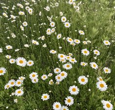 many white daisies are growing in the grass